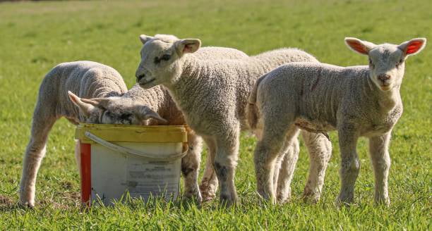 تصویر 3 از پروبیوتیک گوسفند + باکتری‌ های مفید برای هضم بهتر و رشد سالم